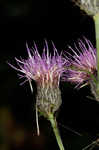 Swamp thistle